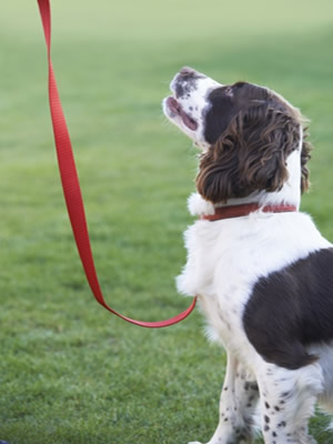 Uggeshall Kennels - Lead Training