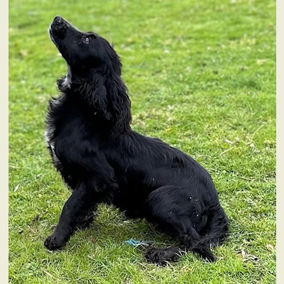 Kennel club fashion working cocker spaniel