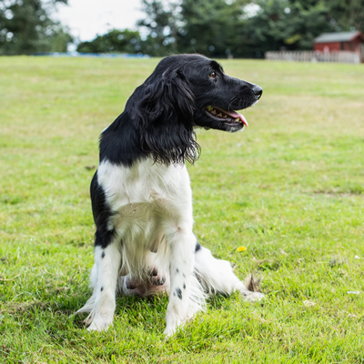 Kennel club springer spaniel hot sale puppies