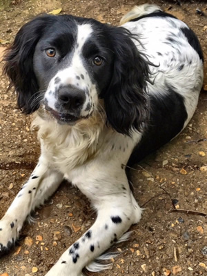 Uggeshall Kennels - Skye