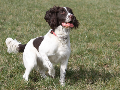 why do they dock springer spaniels tails