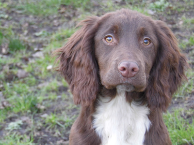 Karakatschan canis lupus sales familiaris