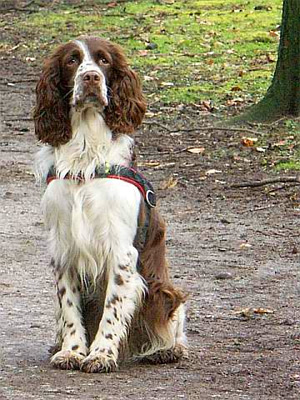 Spaniel best sale springer cocker